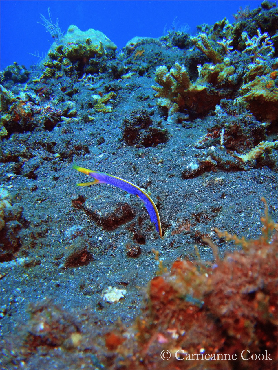 Ribbon eel