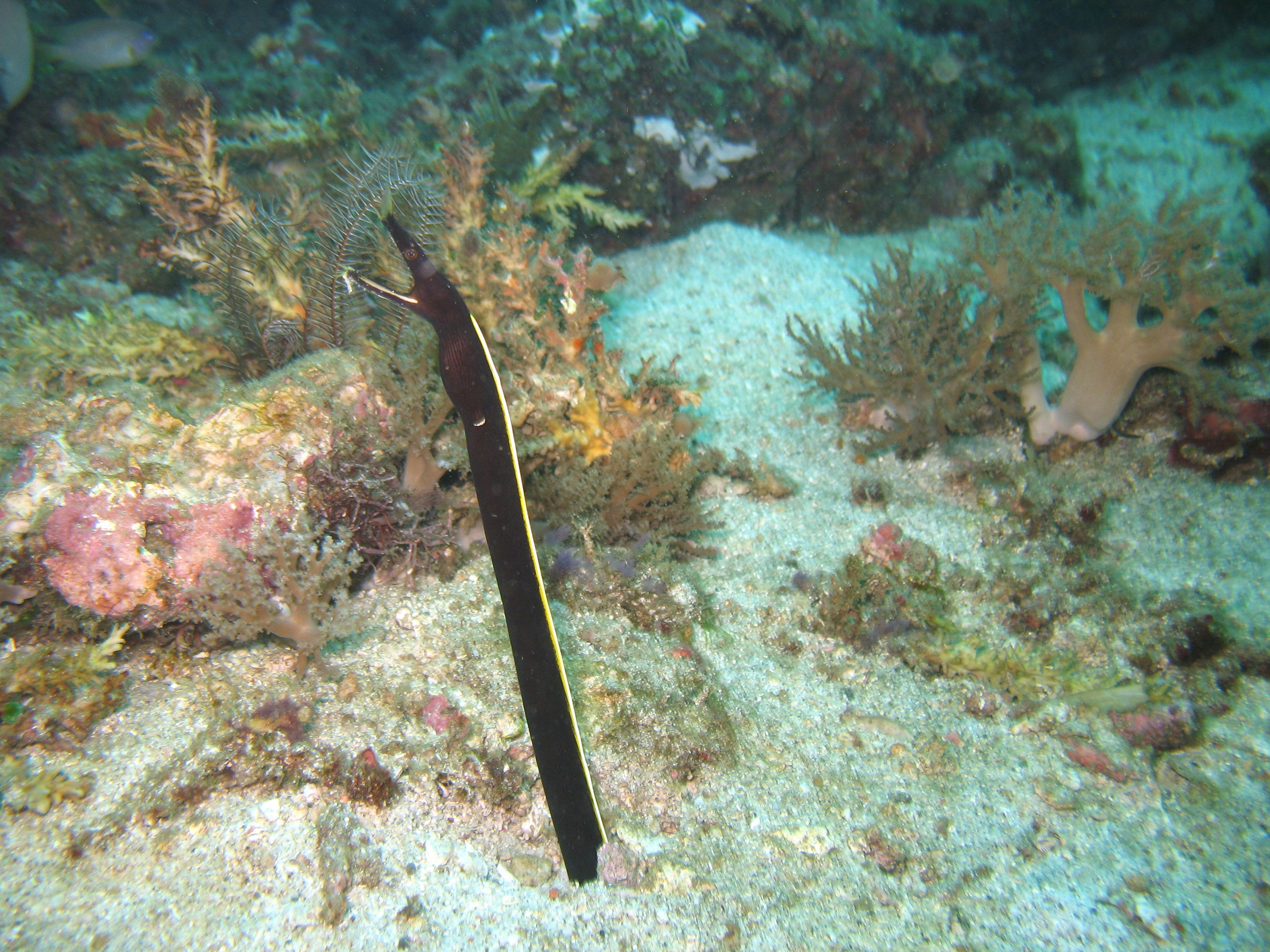 Ribbon Eel