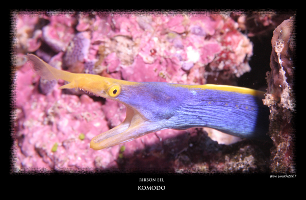 ribbon eel