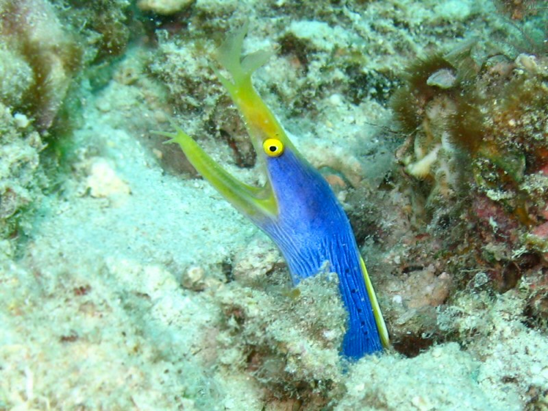 Ribbon Eel