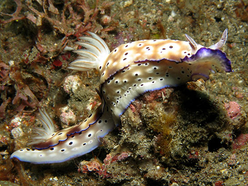 Ribescia tryoni tailing