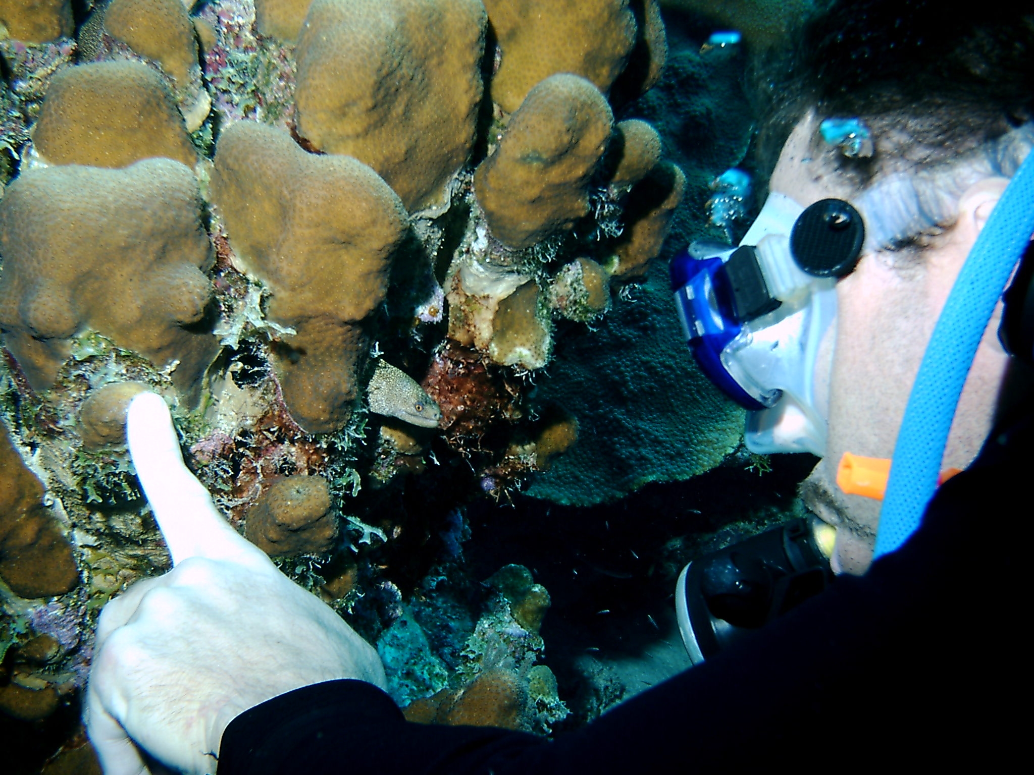 Rich_and_Goldentail_Moray