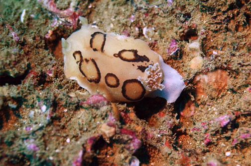 ringed_dorid