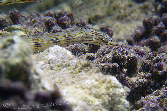 Ringed_Pipefish-1750