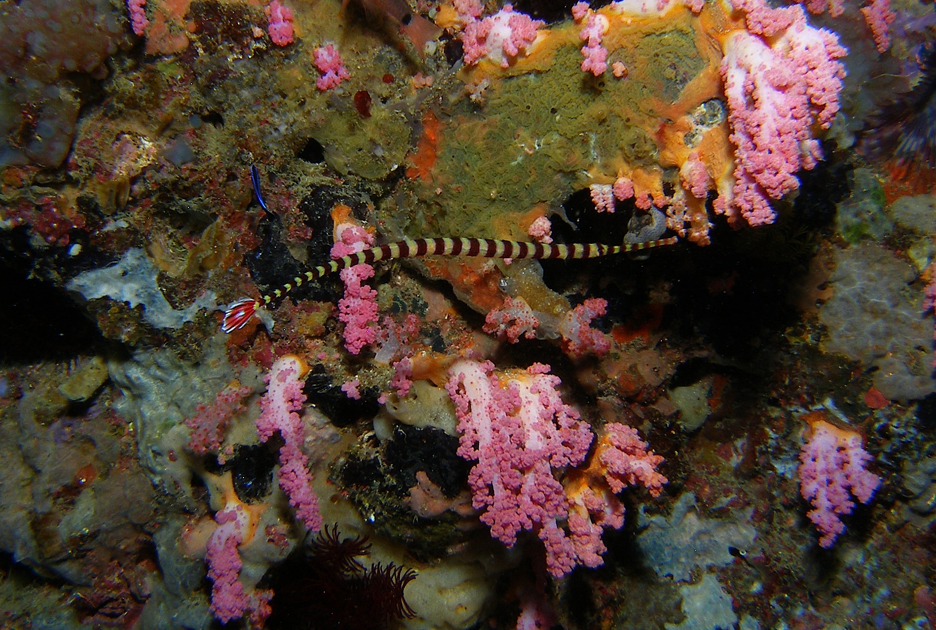 Ringed_Pipefish_Malapascua