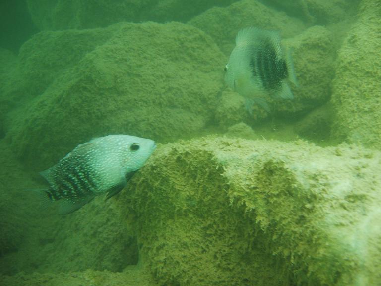 Rio Grande Perch