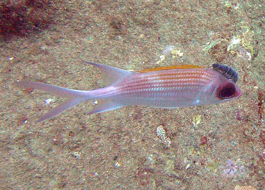 RMS Rhone - Squirrelfish parasite