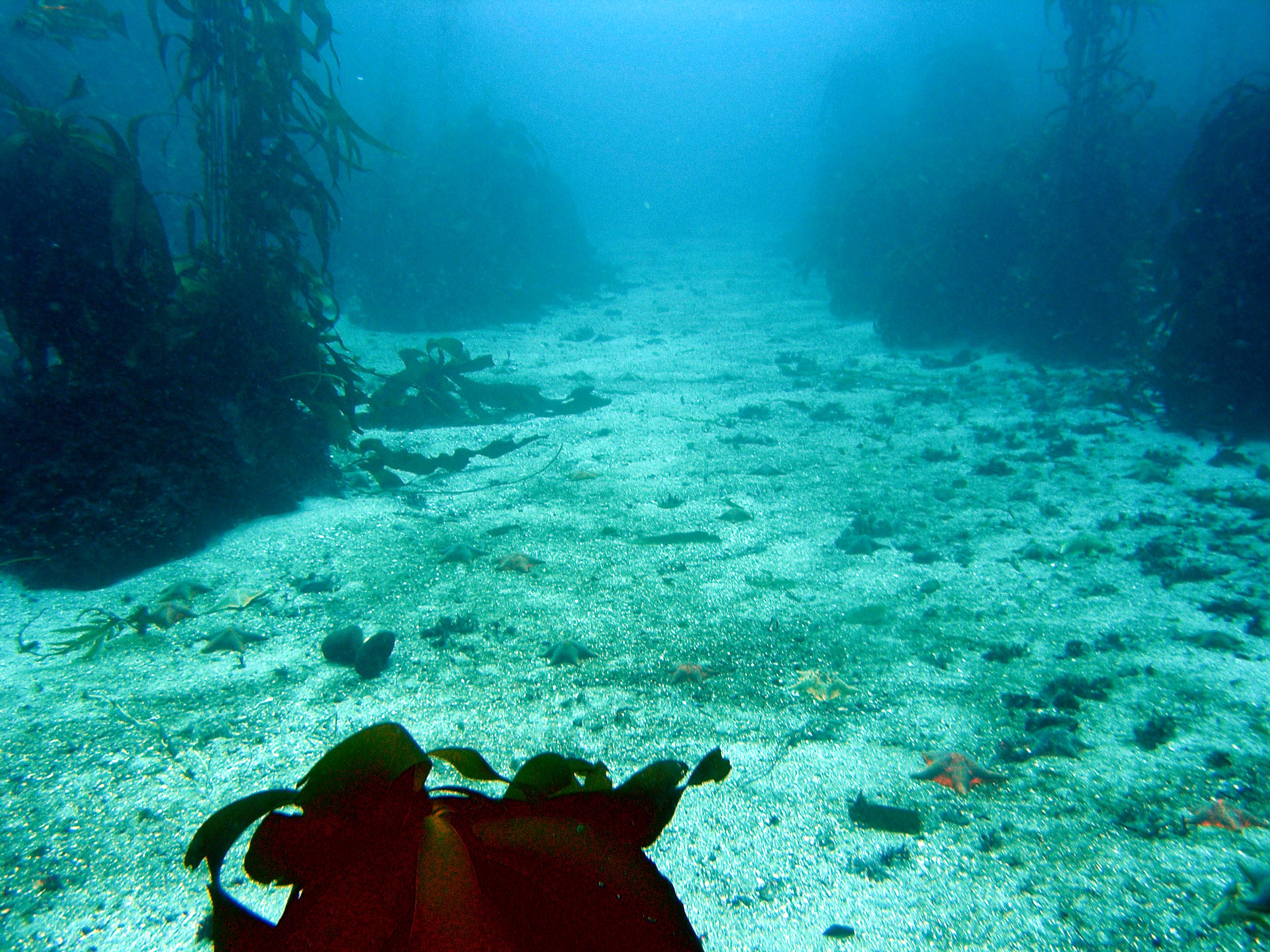 Road thru the Kelp Forest