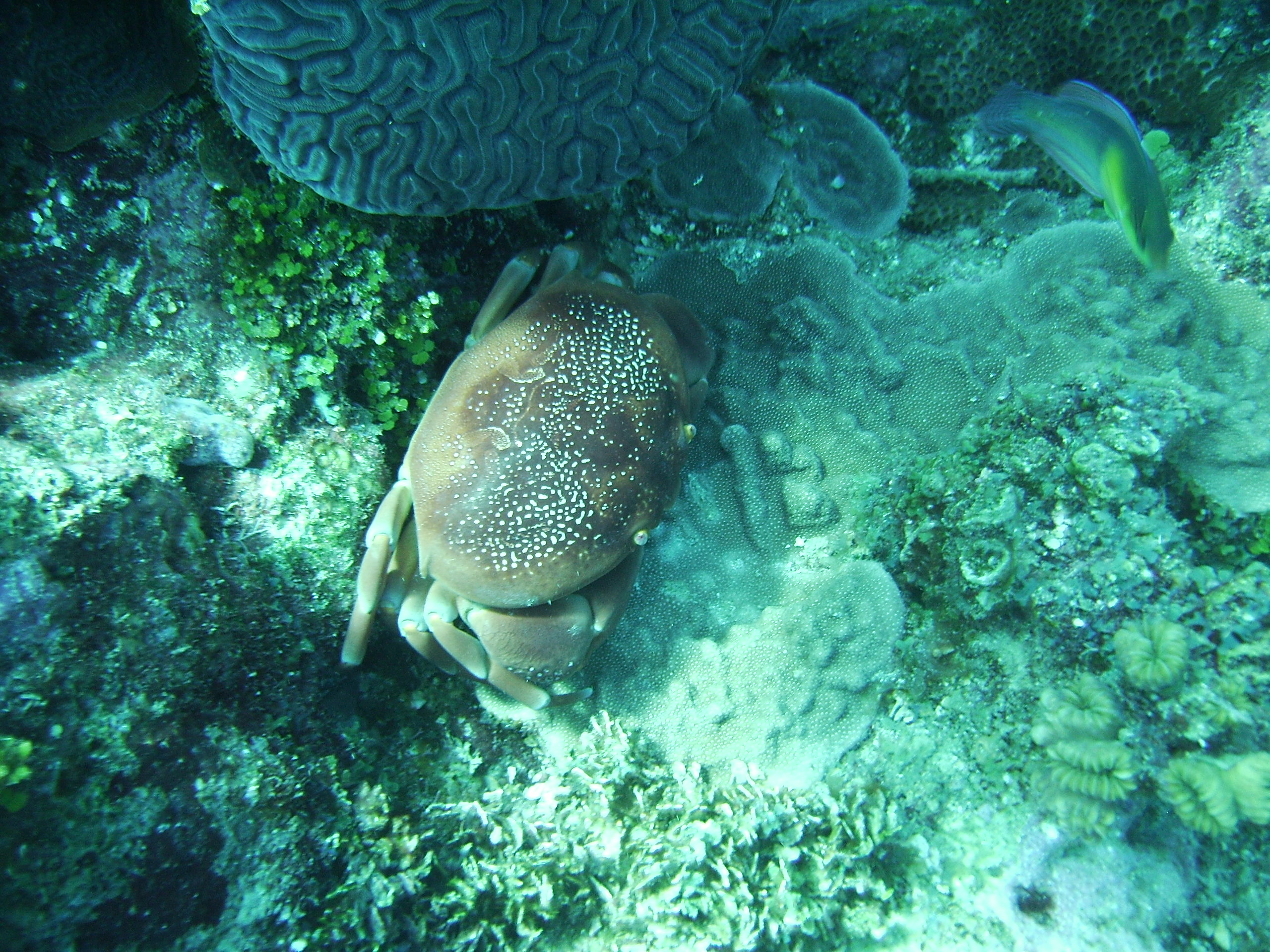 Roatan crab 1