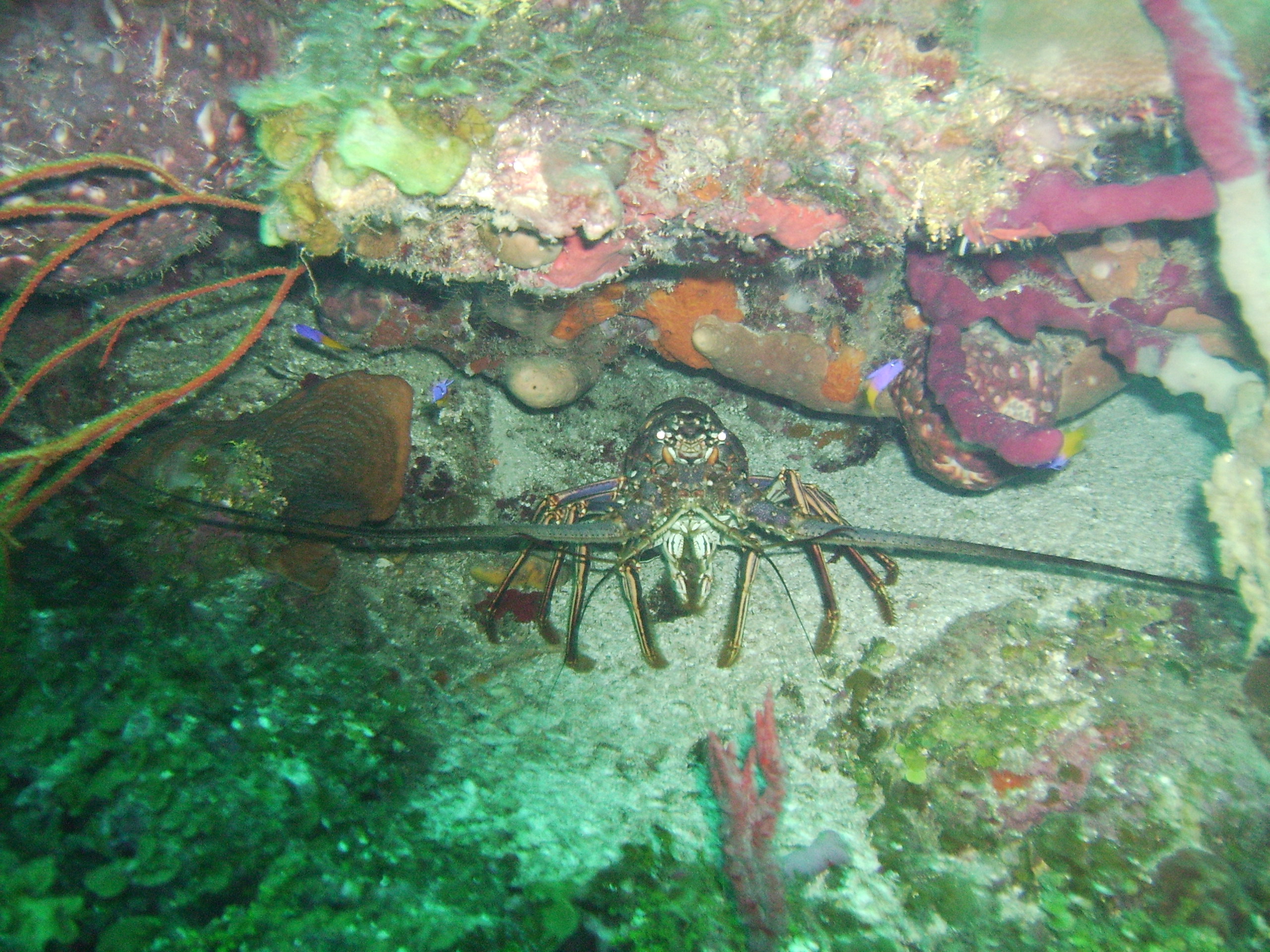 Roatan crab