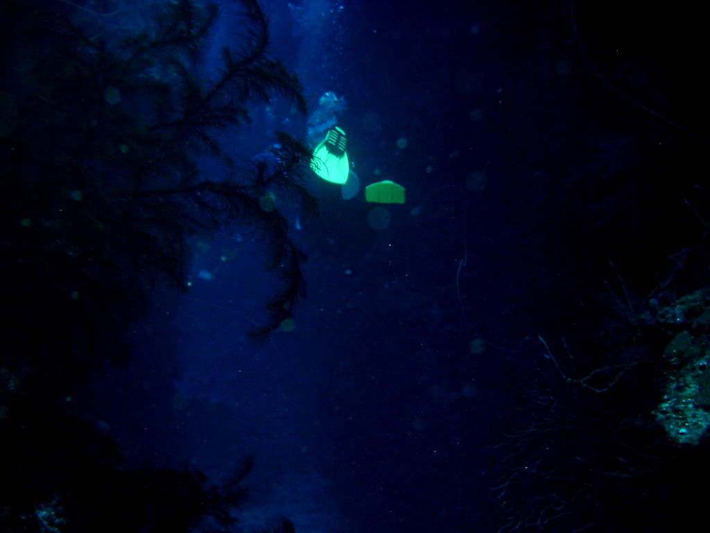 Roatan diving 2007