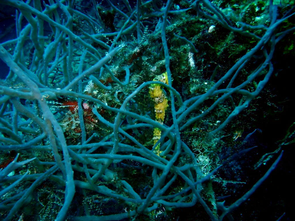 Roatan diving 2007