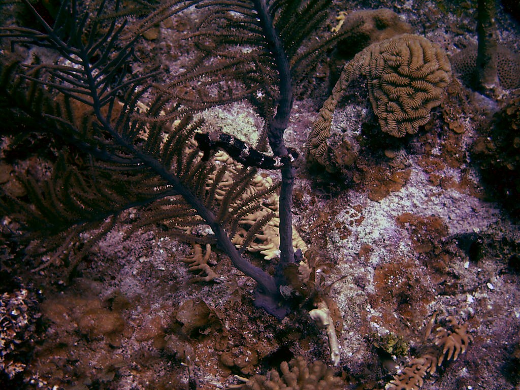 Roatan diving 2007