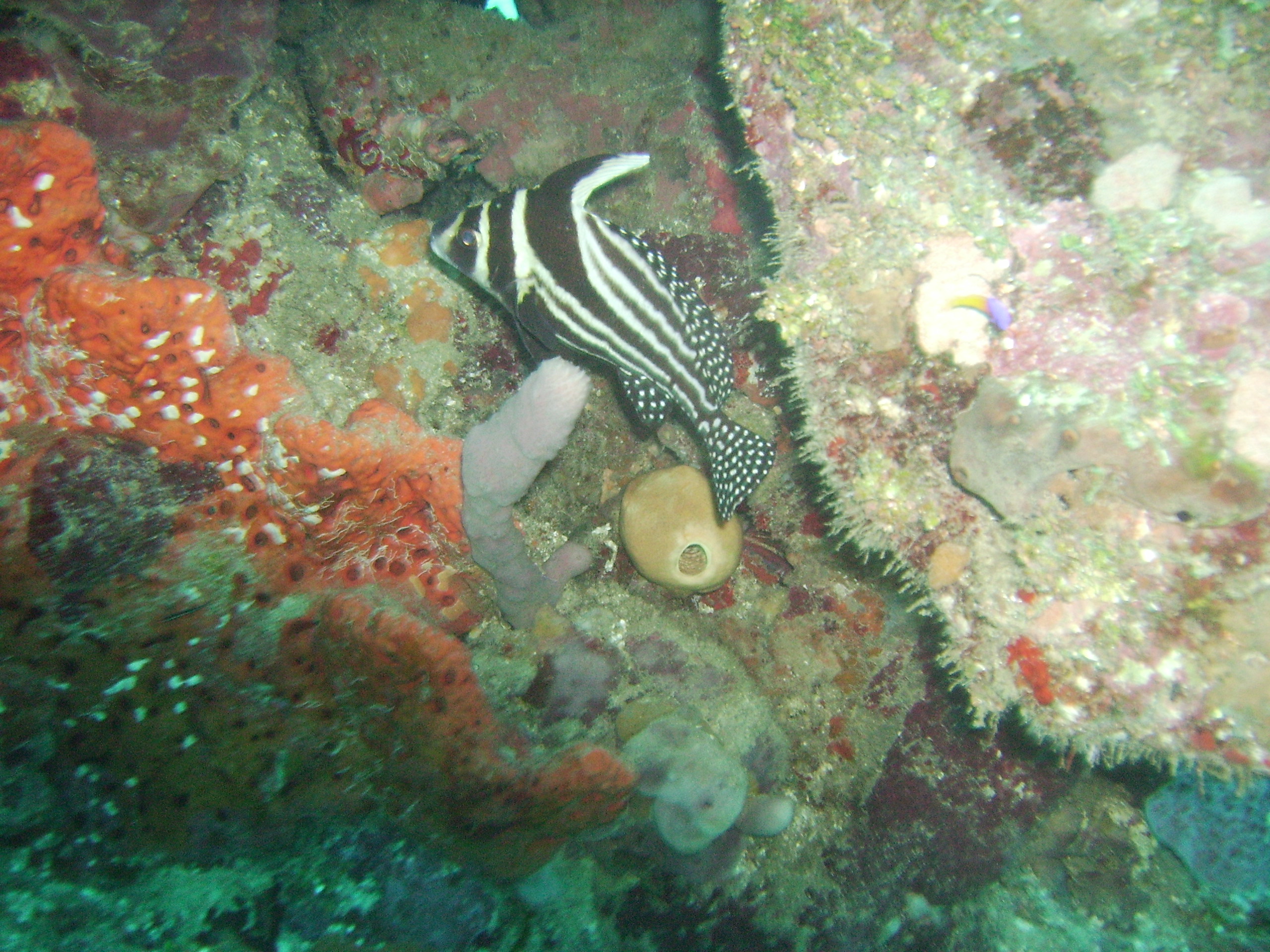 Roatan Drum Fish