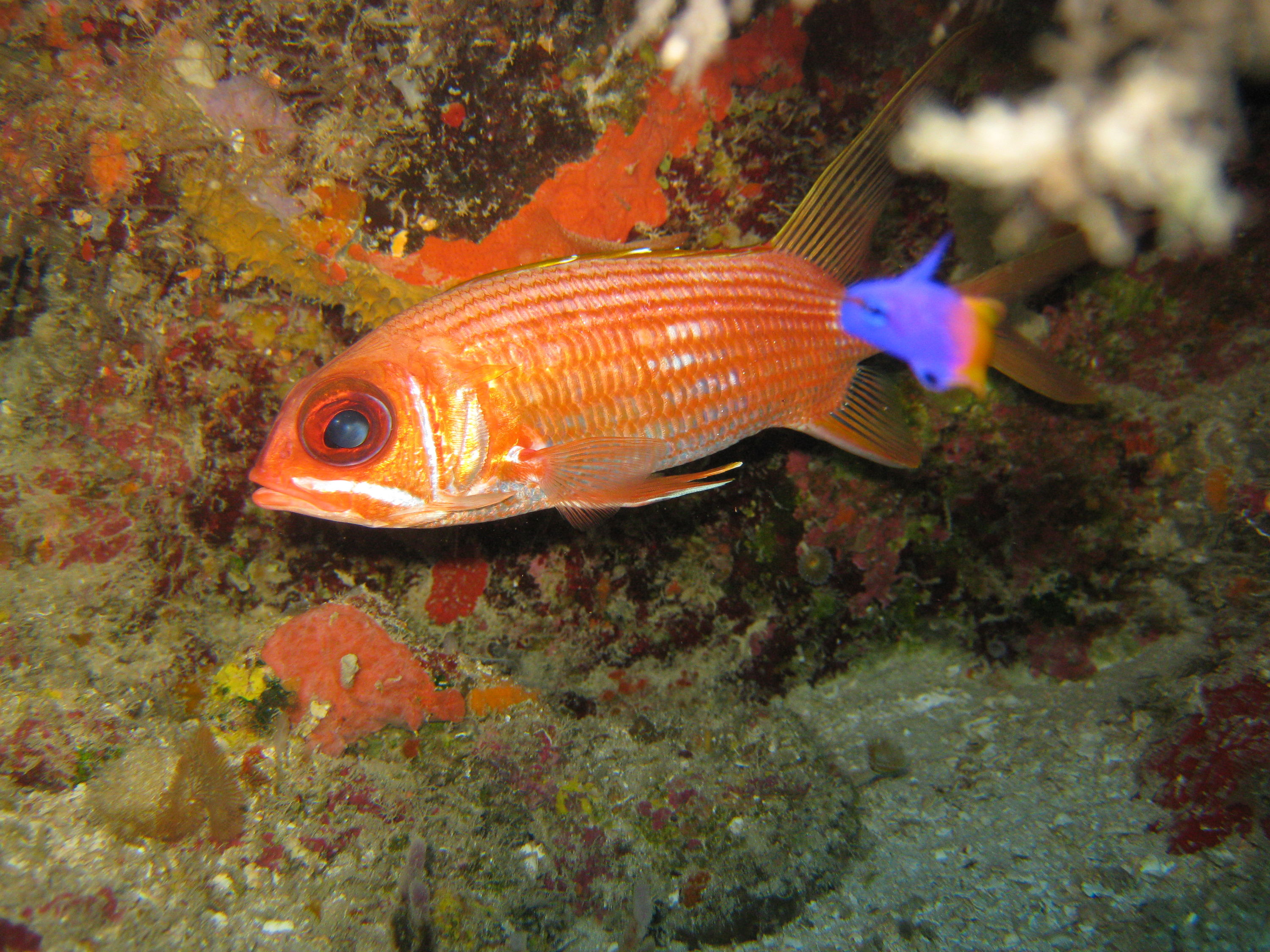 Roatan, Honduras Aug.2010