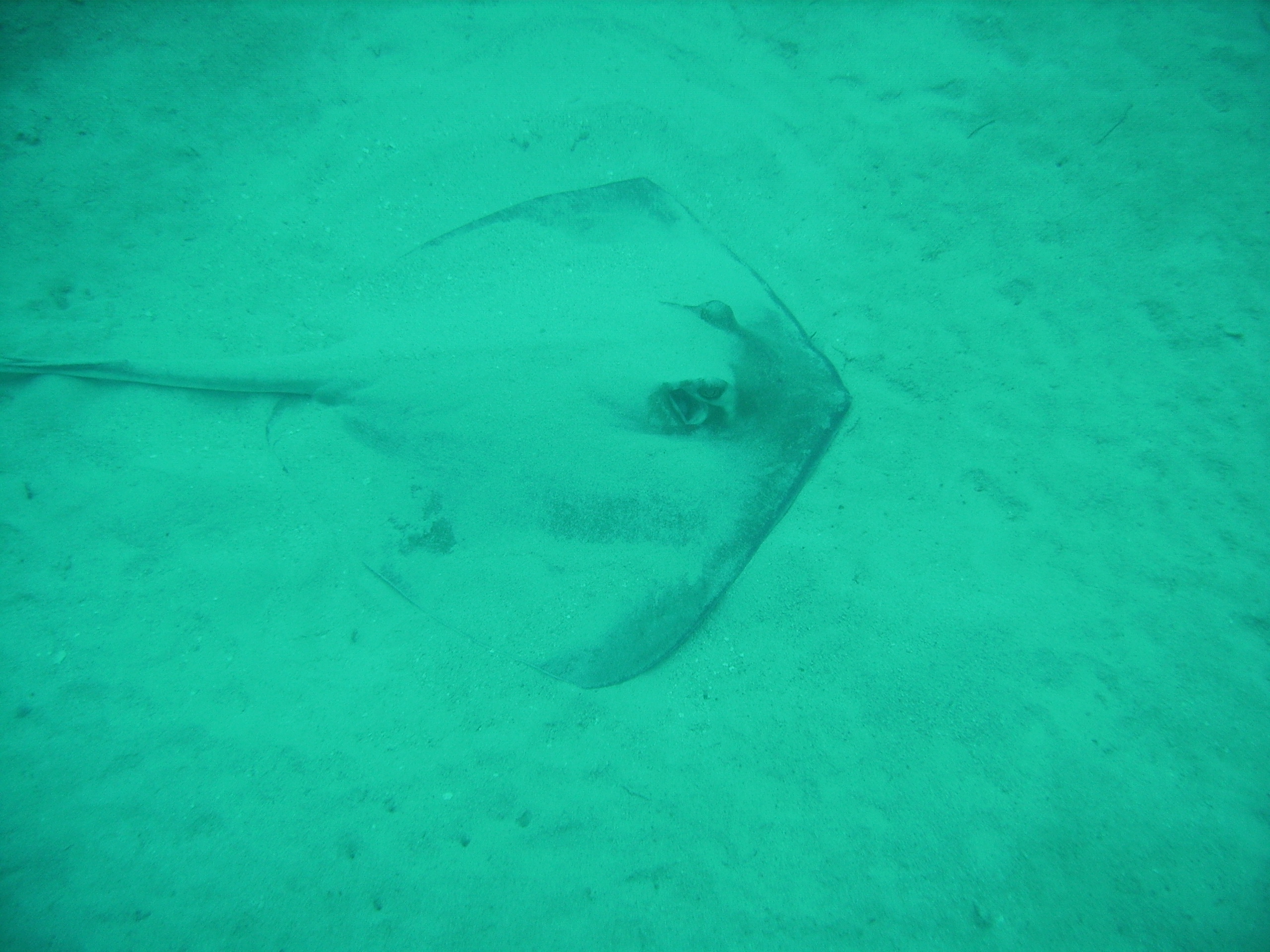 Roatan Ray