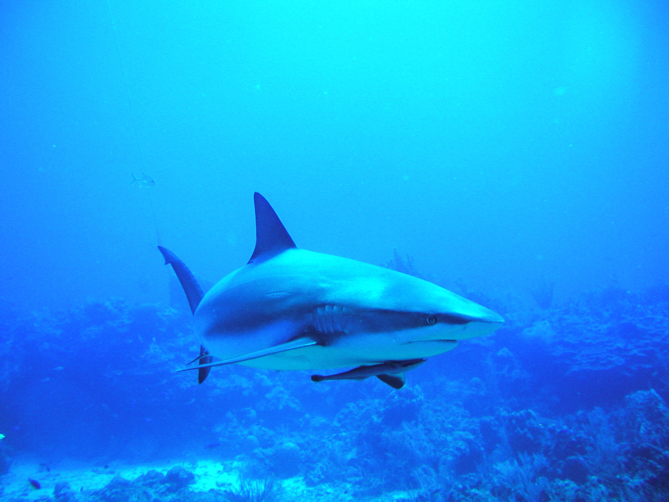 Roatan Reef Shark