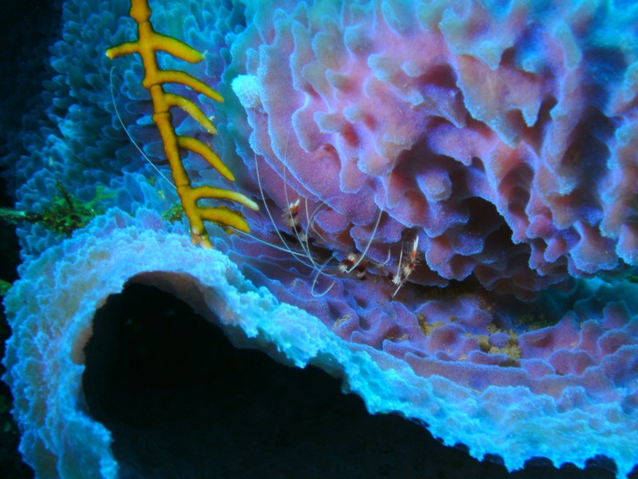 Roatan Shrimp