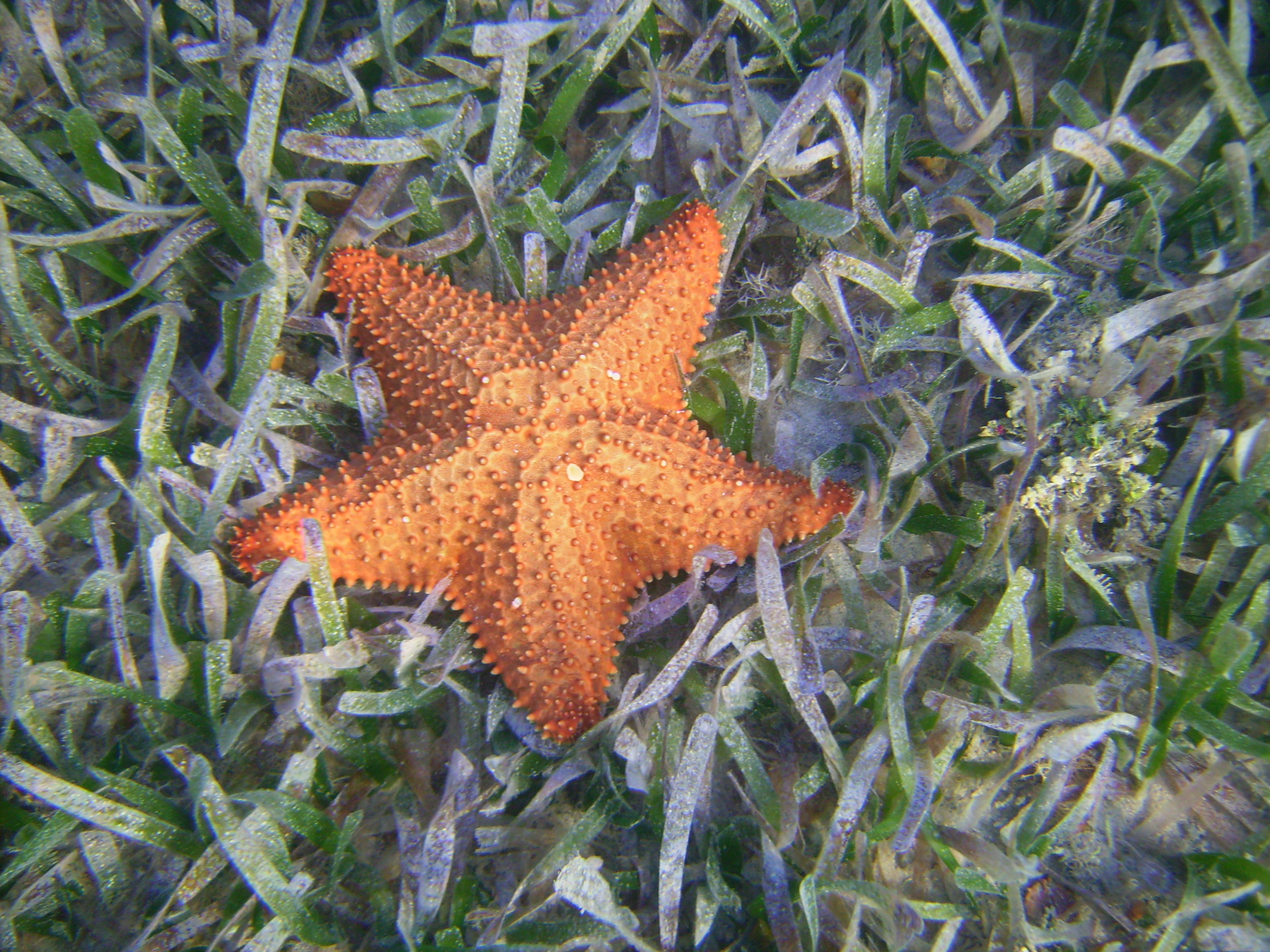 Roatan starfish