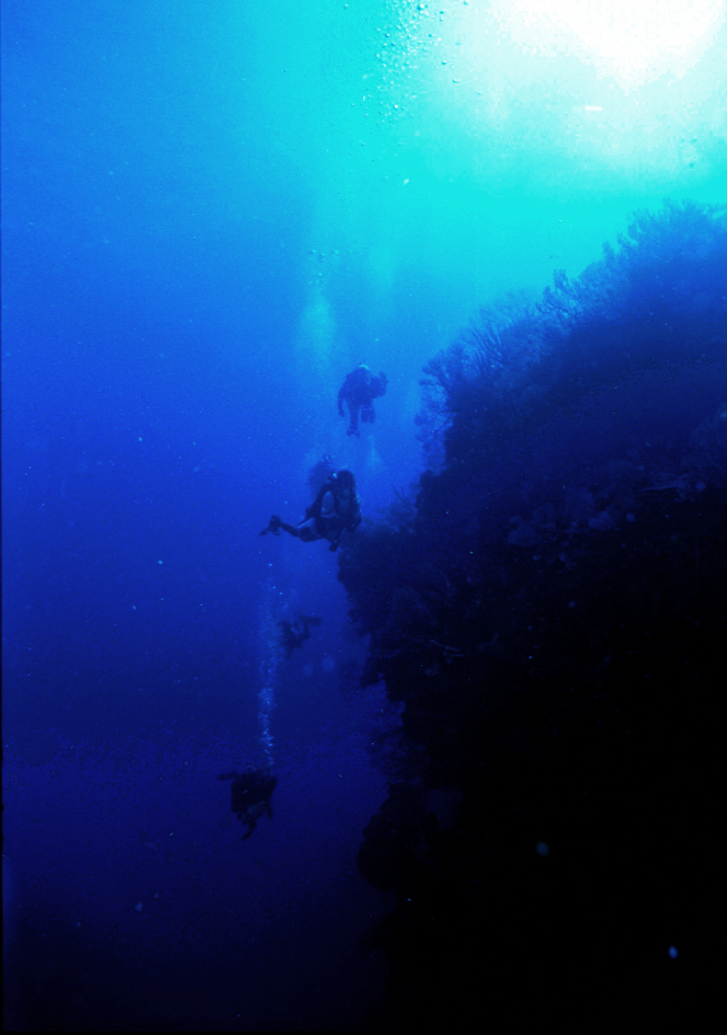 Roatan Wall Diving