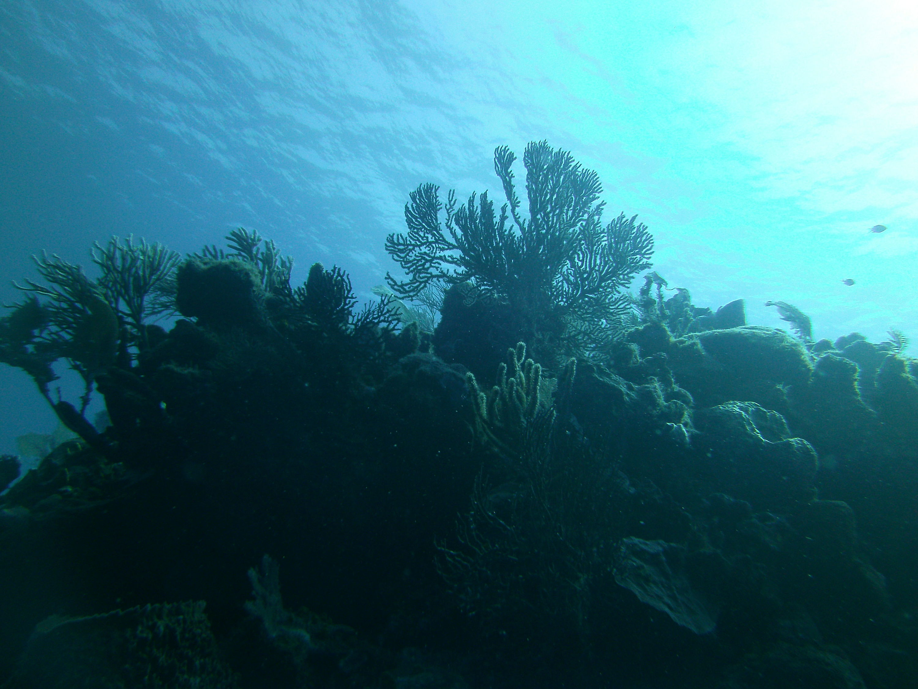 Roatan
