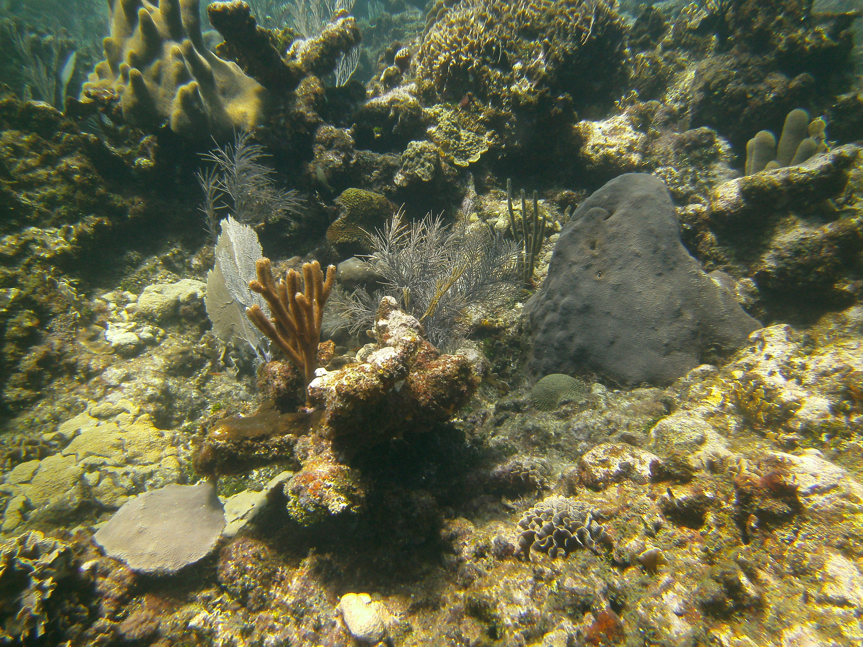 Roatan