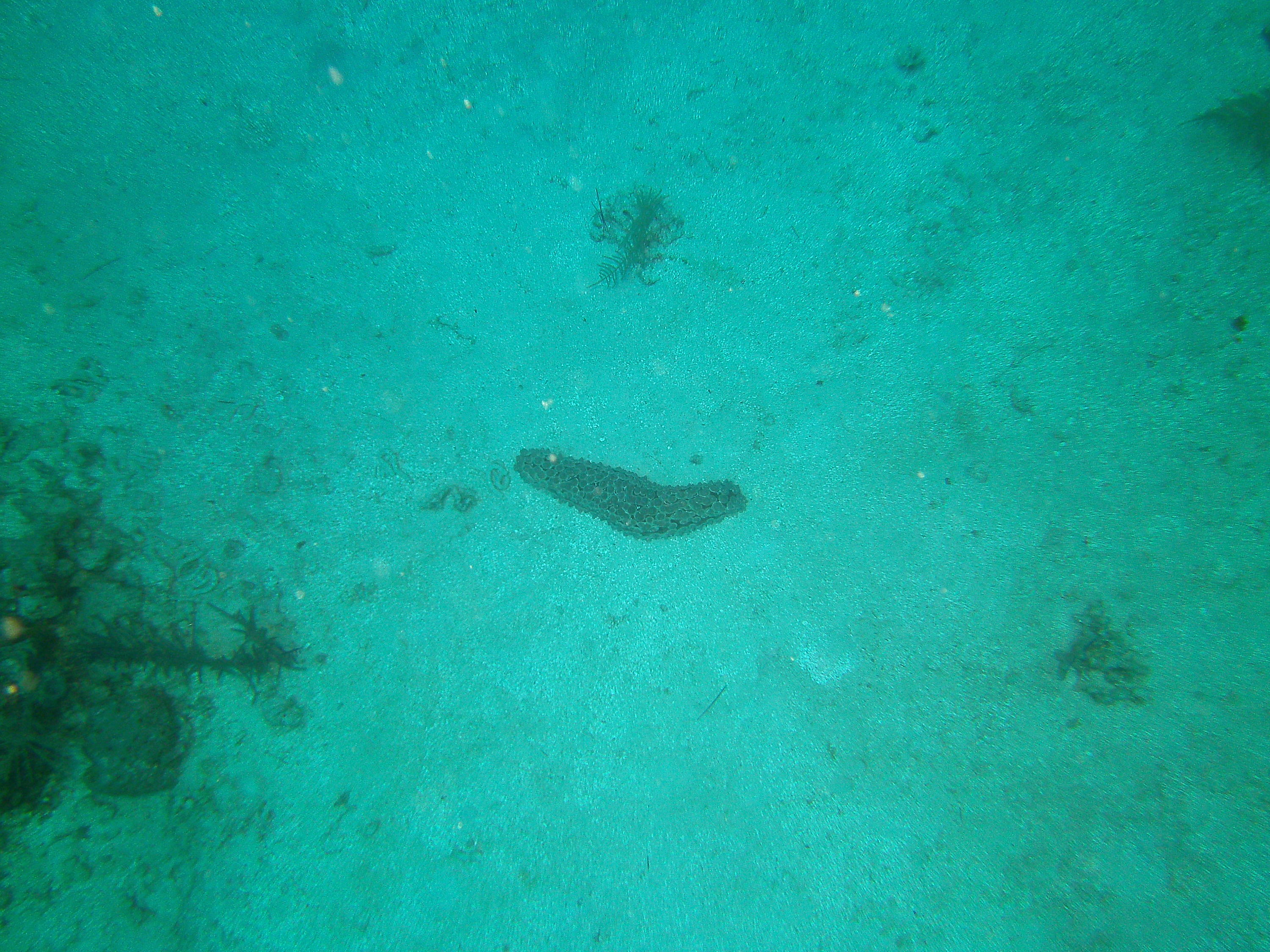 Roatan