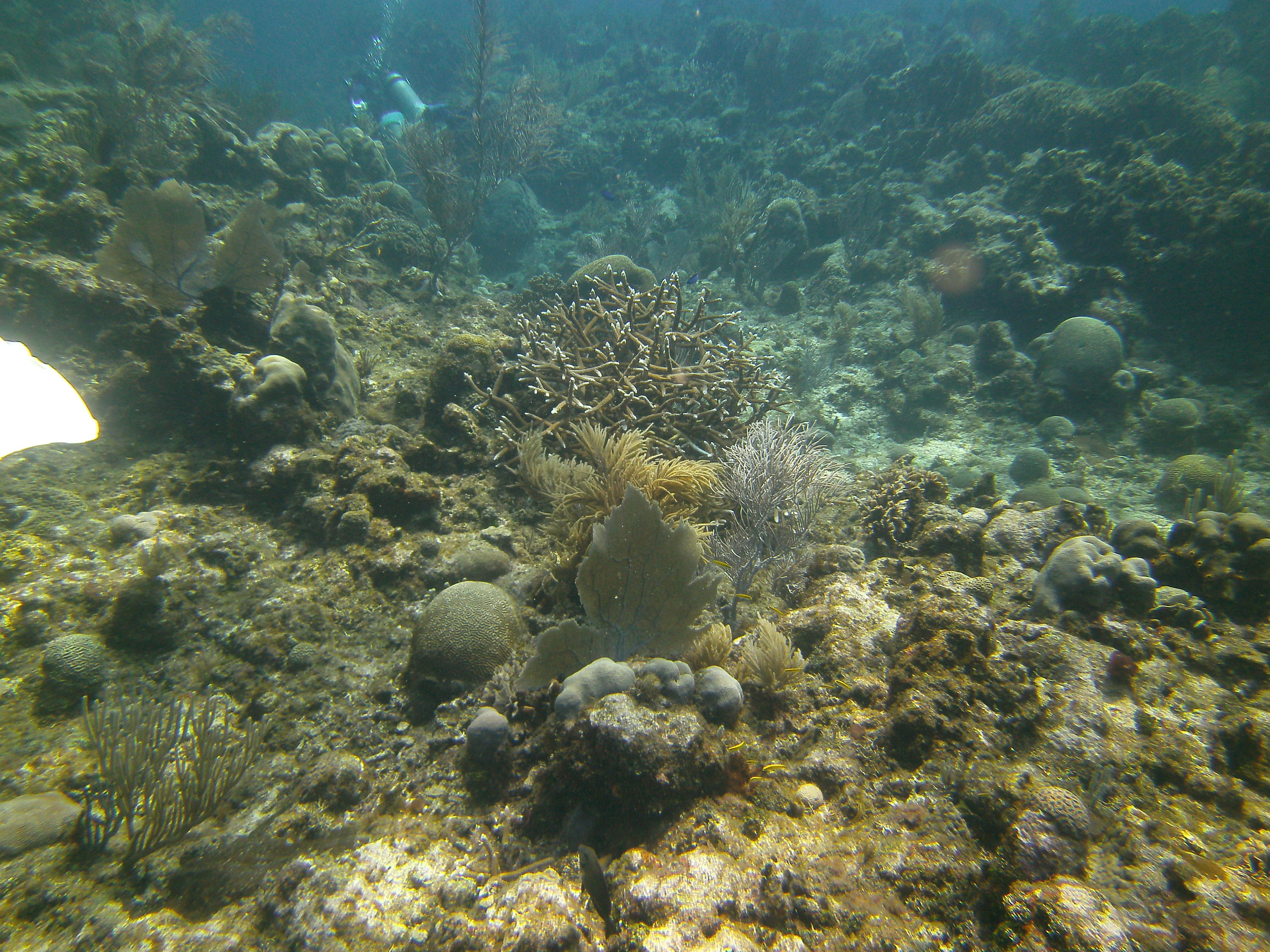 Roatan