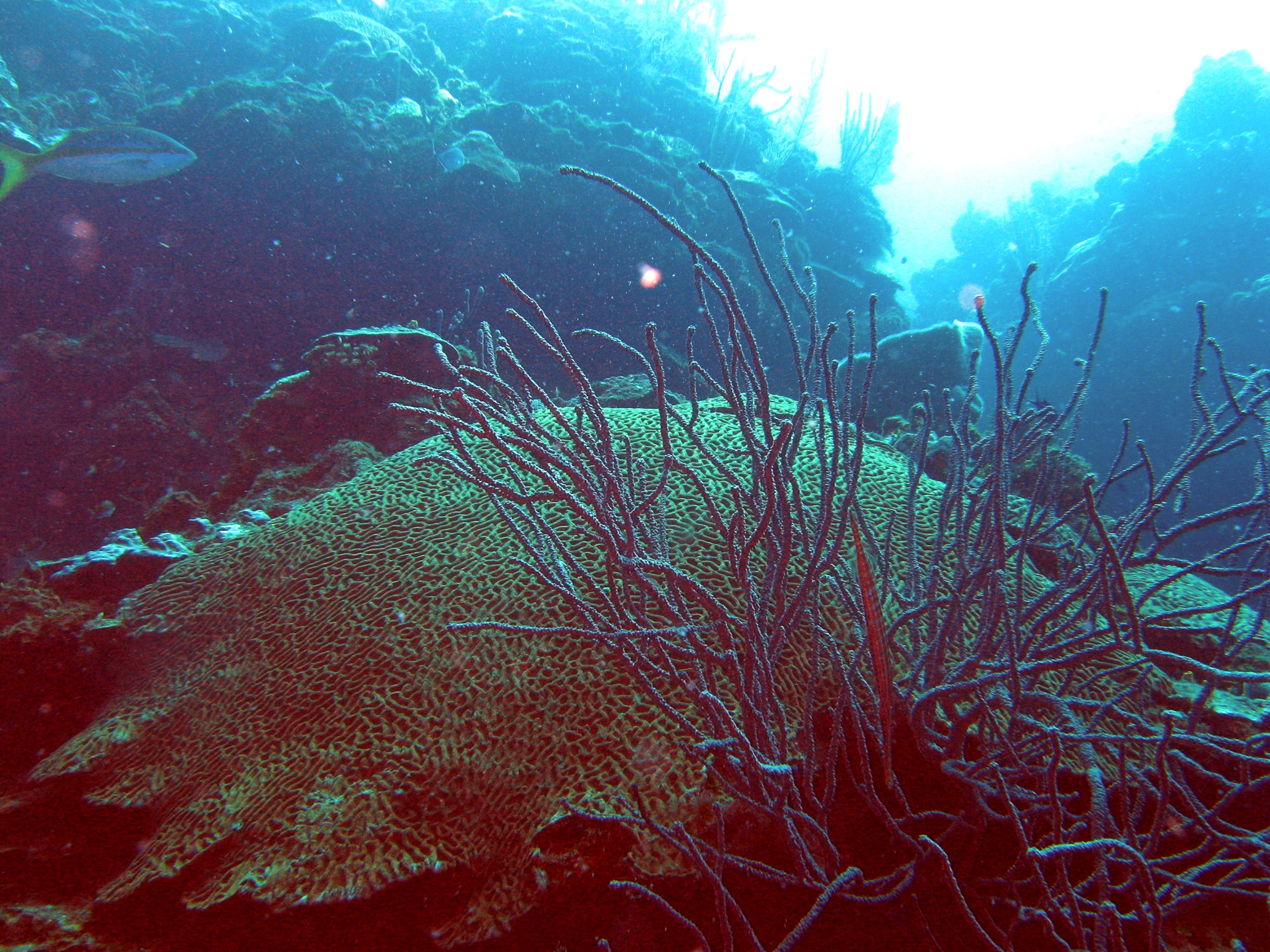 Roatan_030