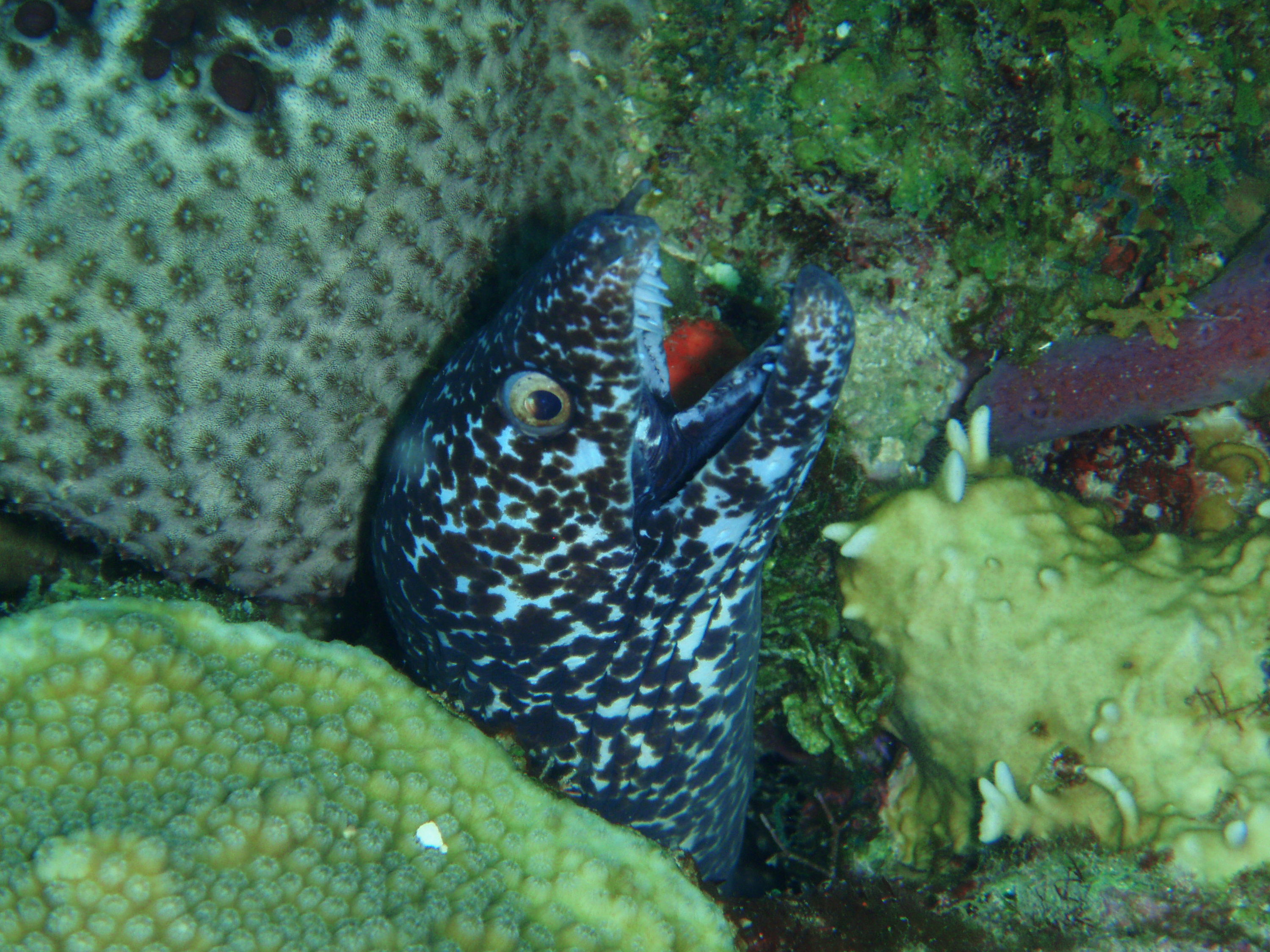 Roatan_1005