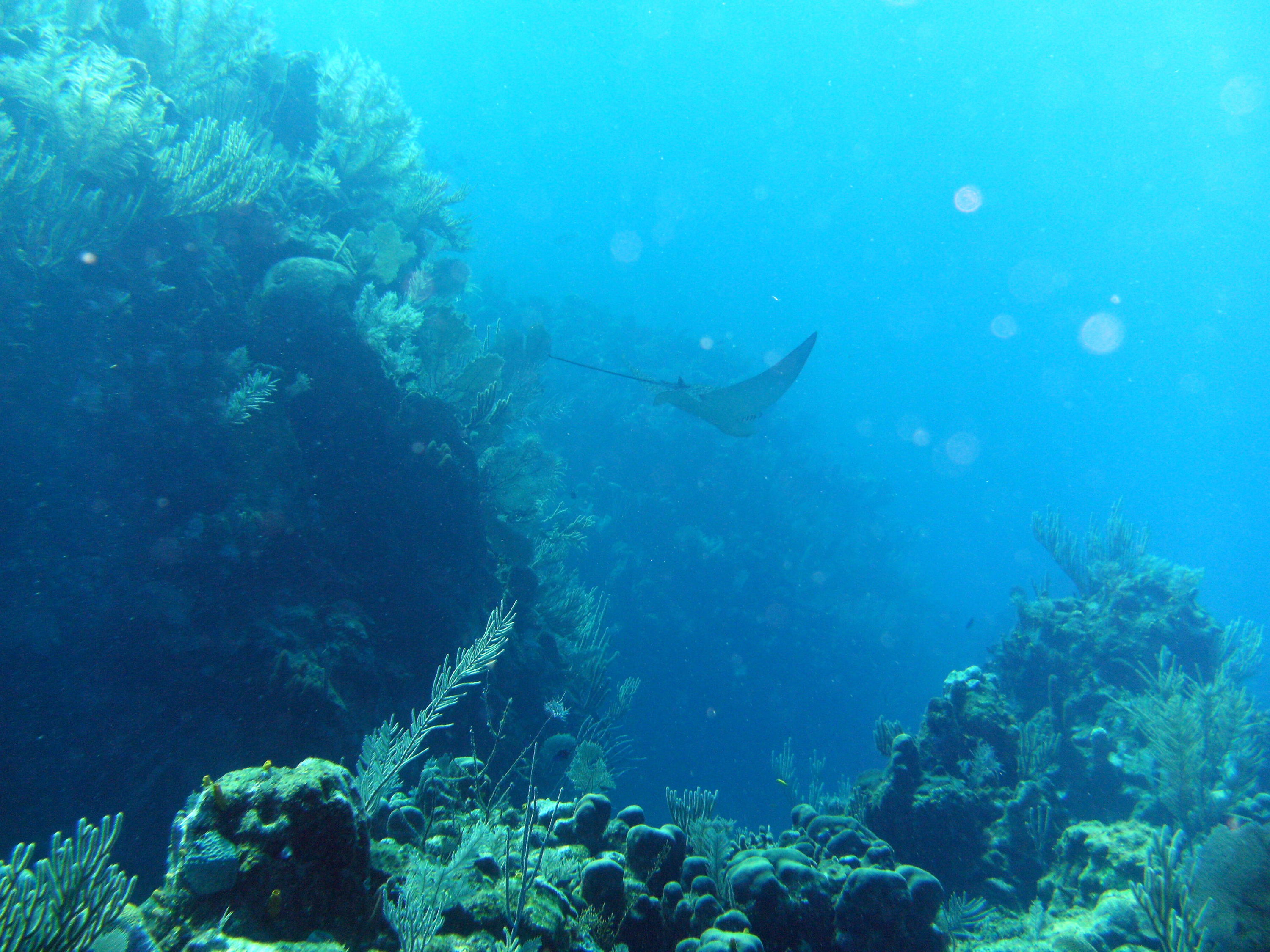 Roatan_2013_448