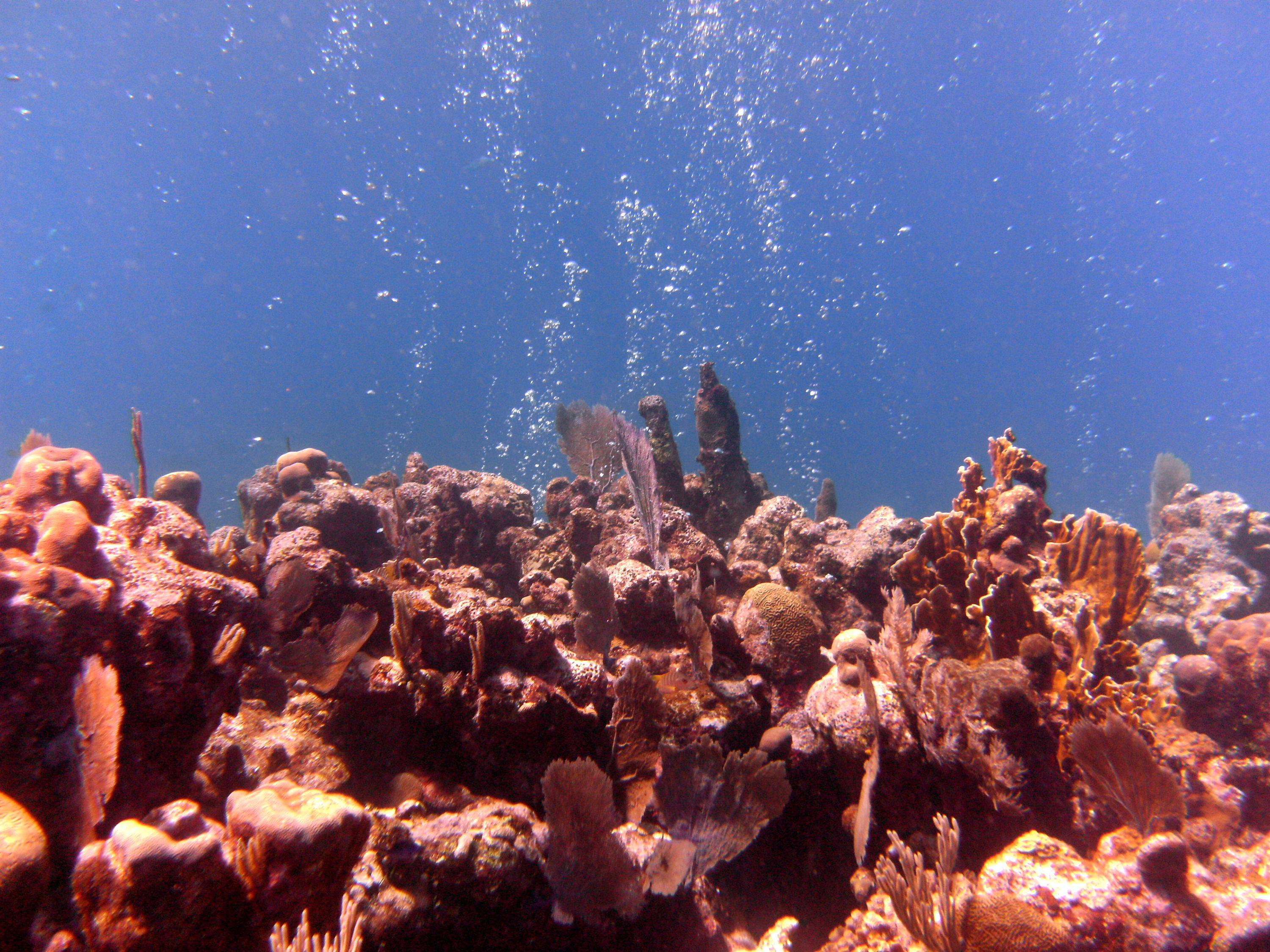 Roatan_2013_455