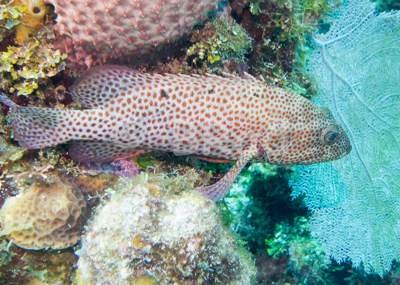 Roatan_Day_1_3_of_4_