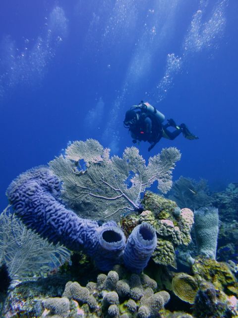 Roatan_Reef_Scenic