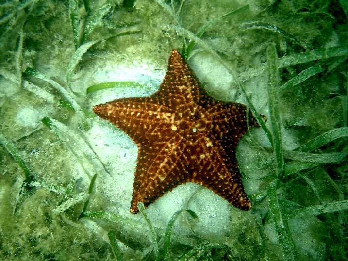 Roatan_starfish