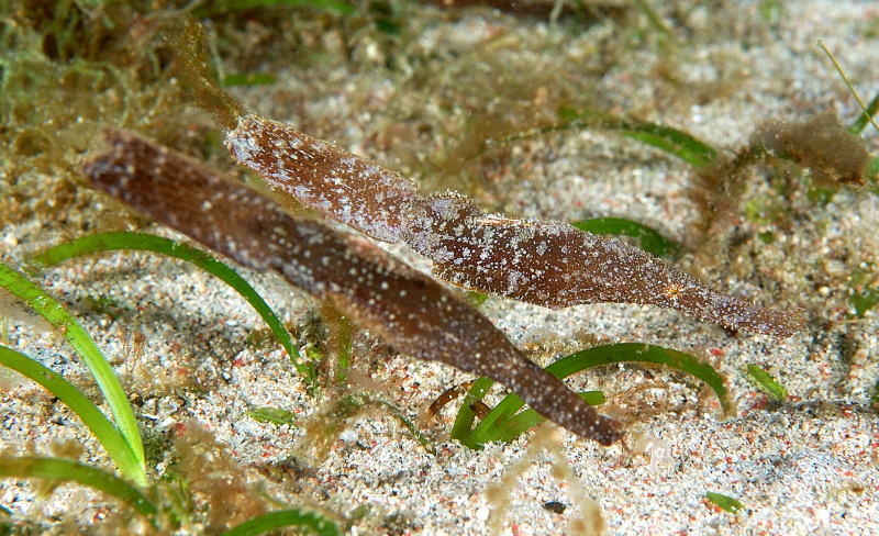 Robust Ghost Pipefish PG, Philippines