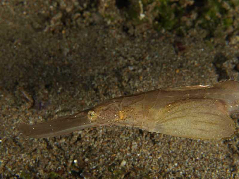 Robust Ghost Pipefish