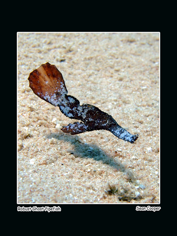 Robust Ghost Pipefish