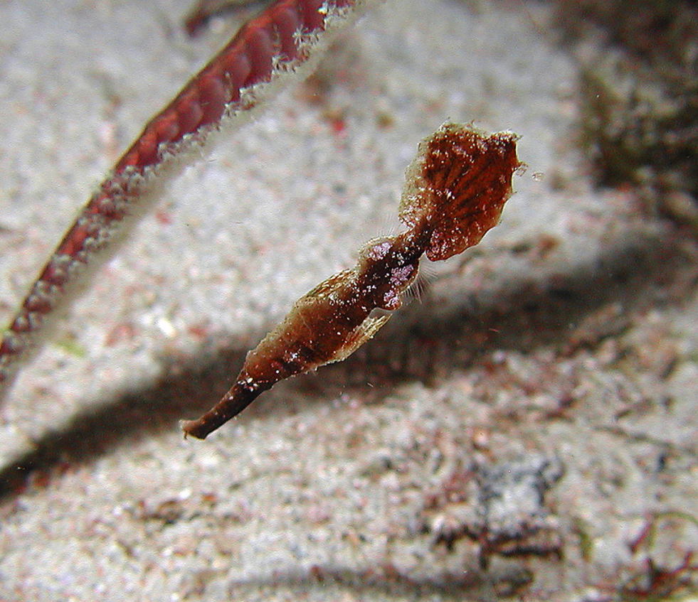 Robust Ghost Pipefish