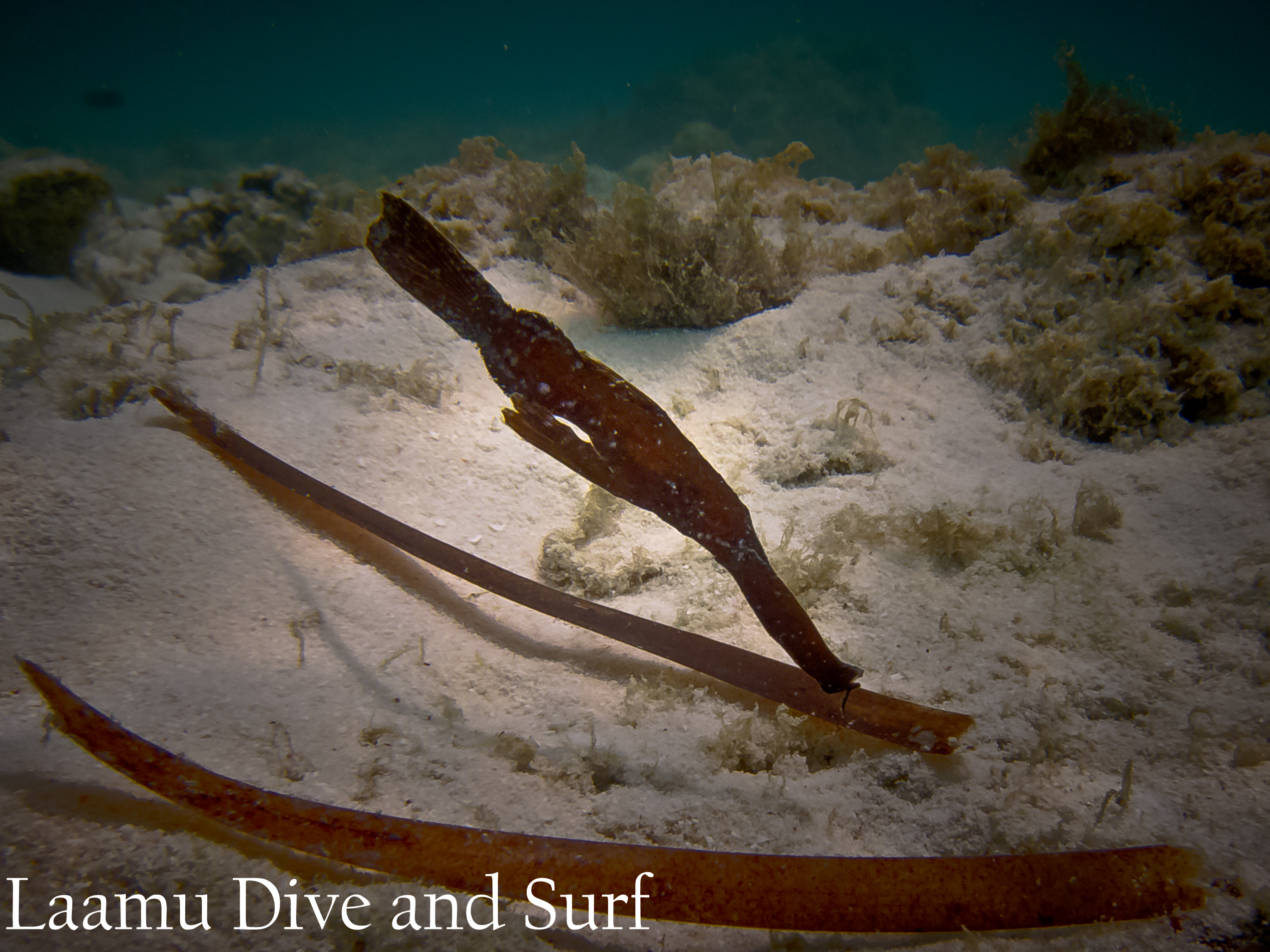 Robust Ghost Pipefish