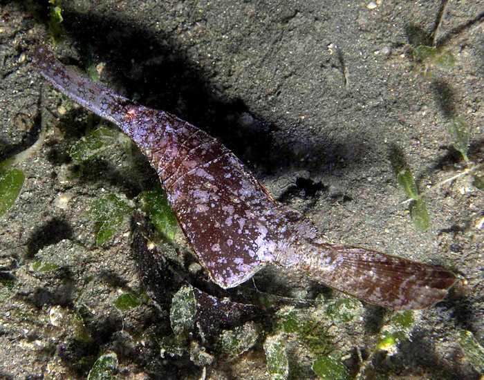 Robust Ghost Pipefish