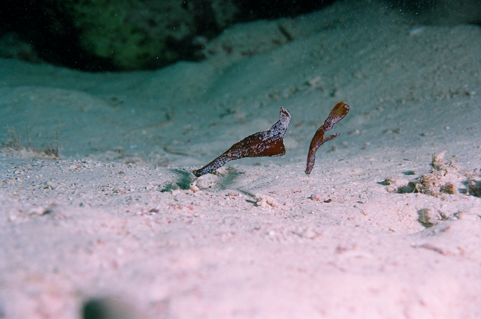 Robust Ghost Pipefish