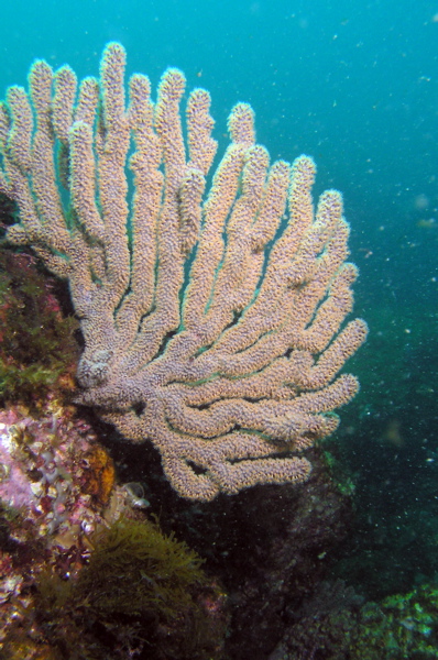 Robust Gorgonian