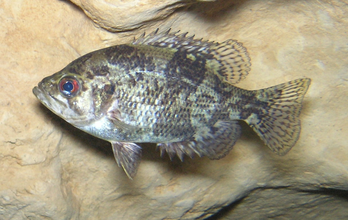 Rock Bass