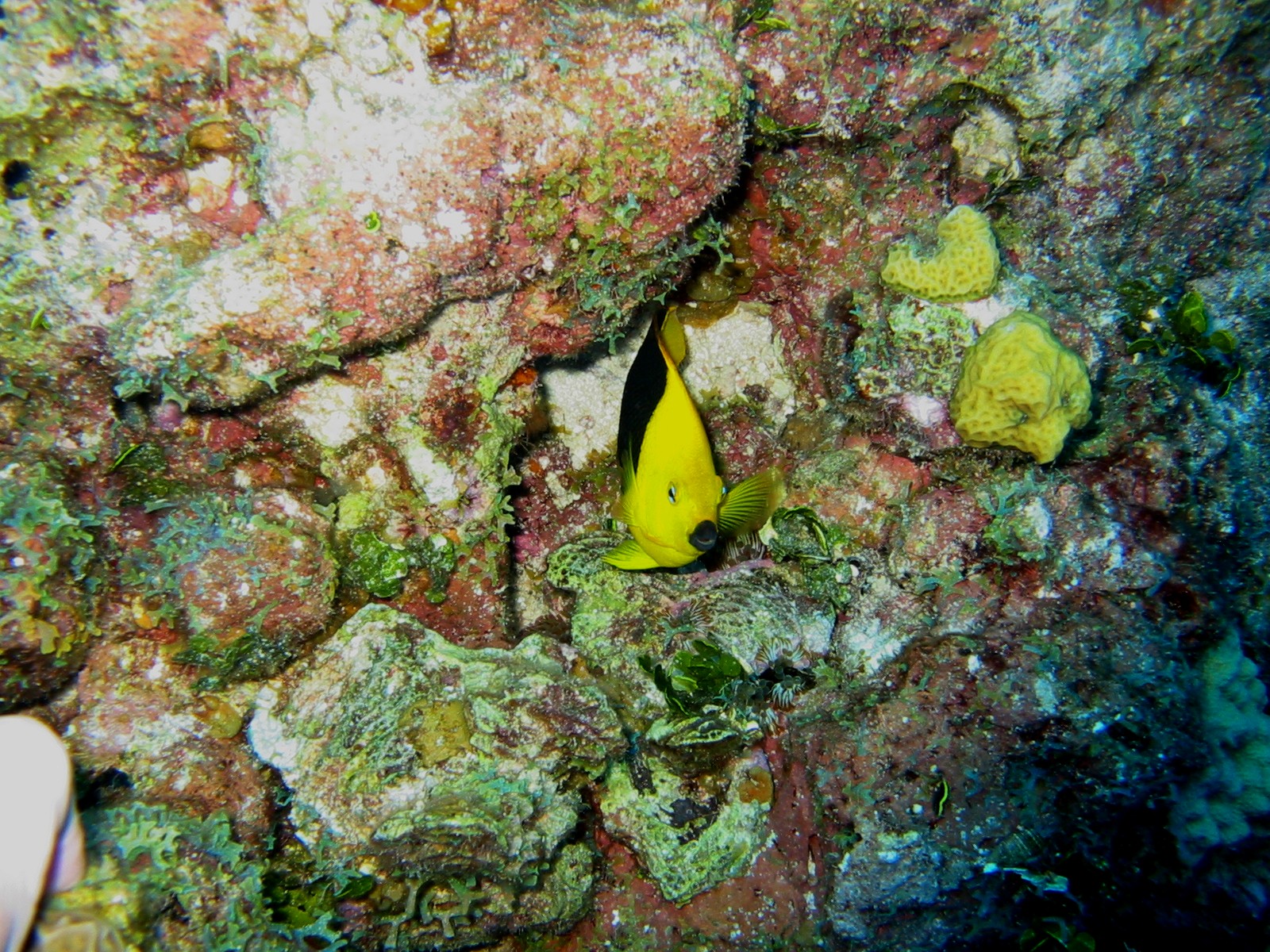 Rock Beauty Angel - Grand Cayman