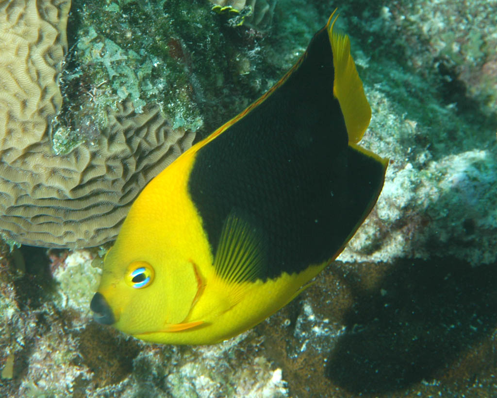 Rock Beauty - Belize