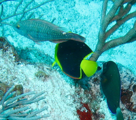 Rock Beauty (center)