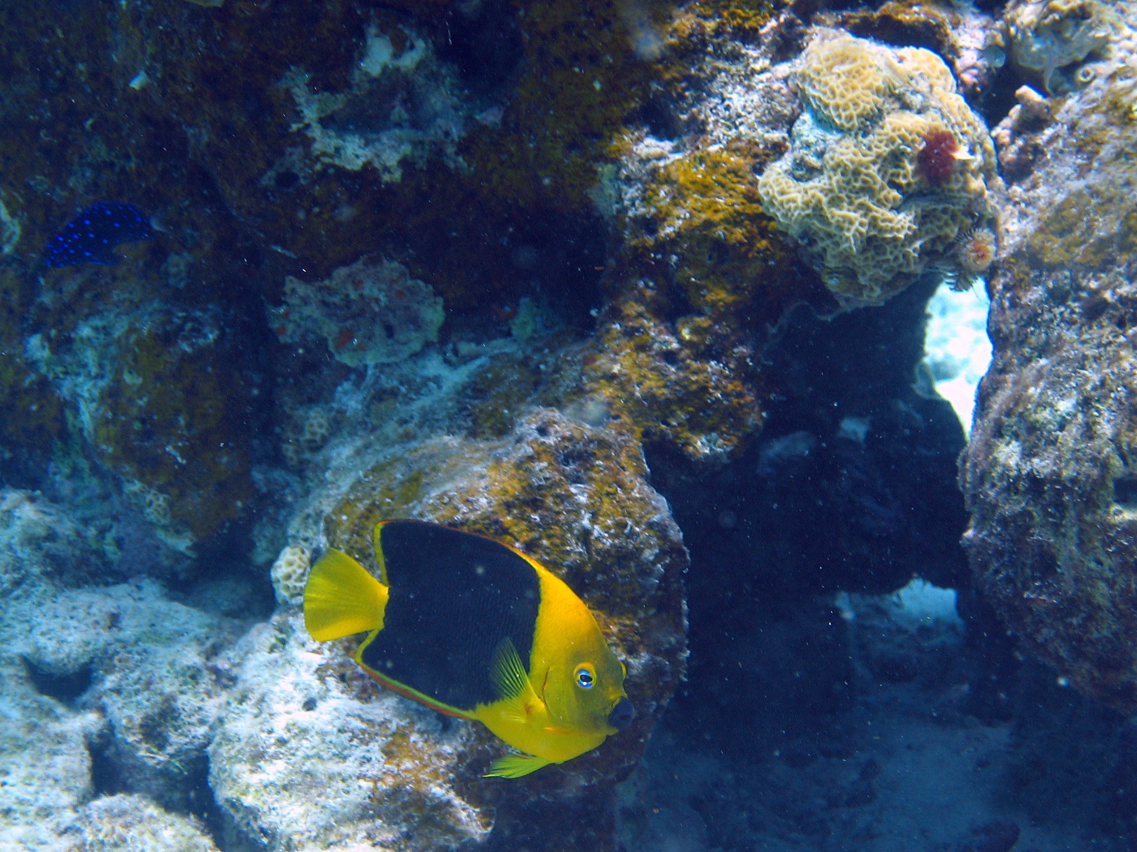 Rock Beauty in Bonaire