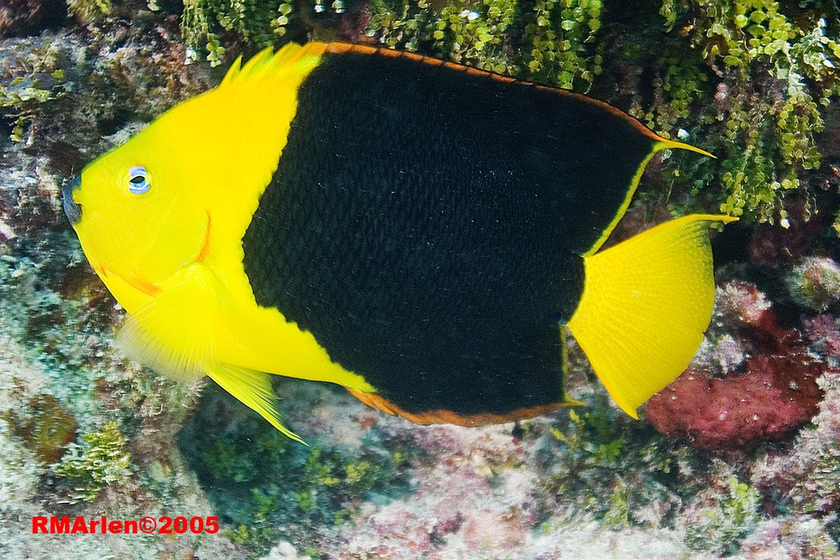 Rock Beauty on Little Conch