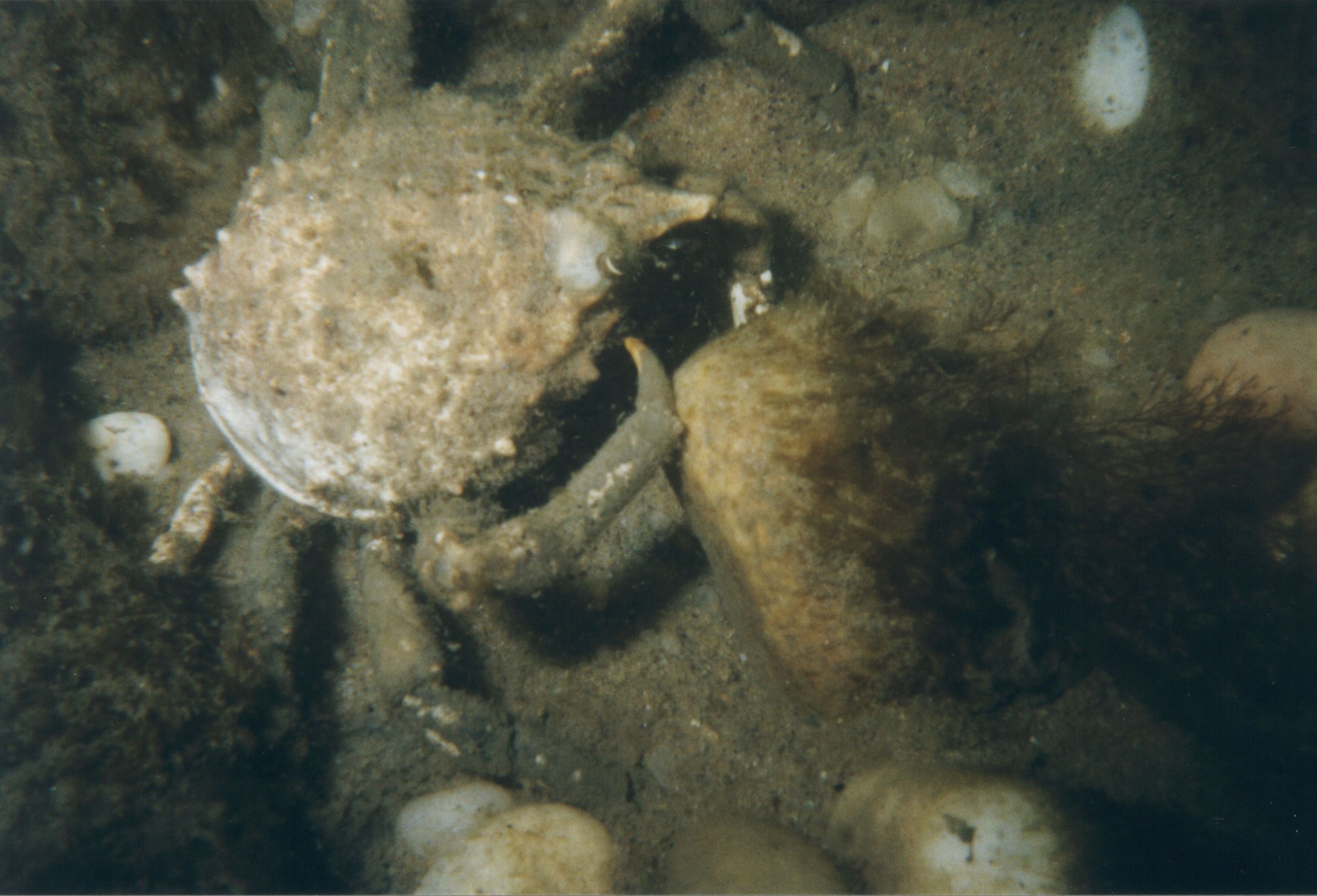 Rock Crab, Southold Town Beach